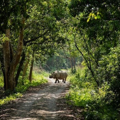 Jungle-Safari-3