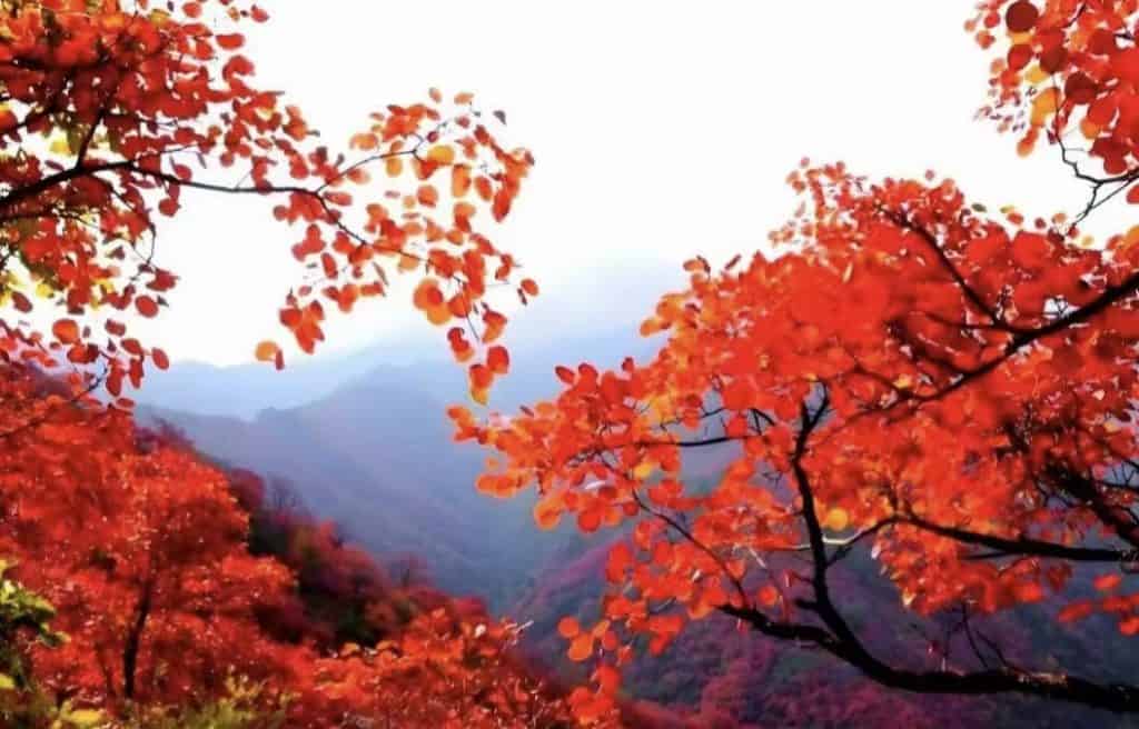 Autumn red leaves at Xiangshan Park in Beijing, China