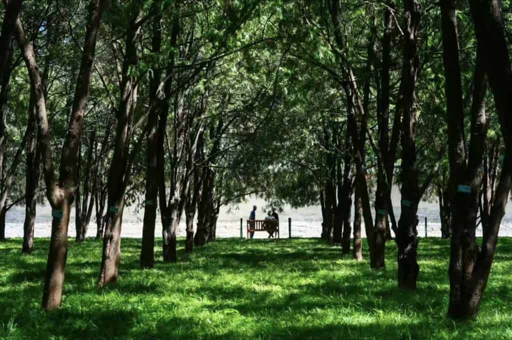 Lush green trees and benches at Ditan Park, Beijing, China