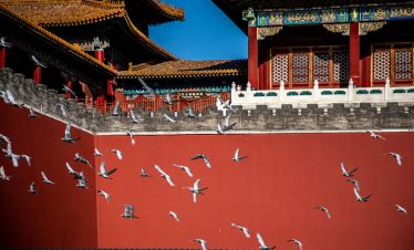 Birds flying in front of the red walls at the Forbidden City, Beijing, China.
