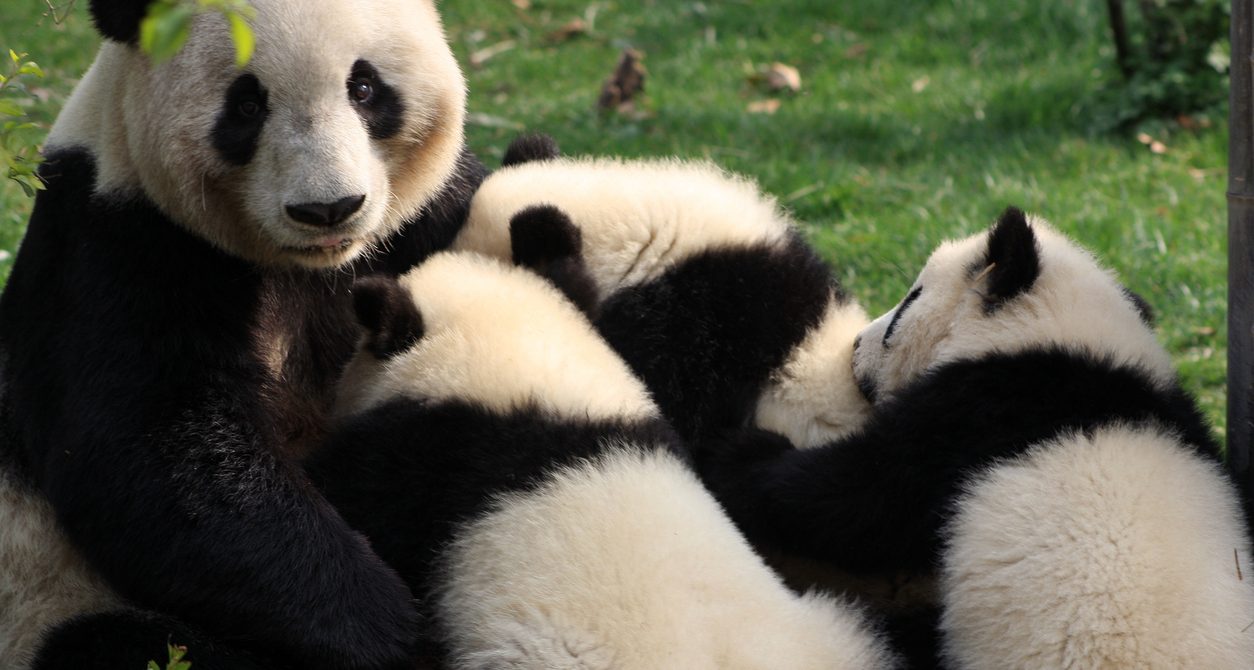 Chengdu Panda Base Guide: Where to See Giant Pandas in China