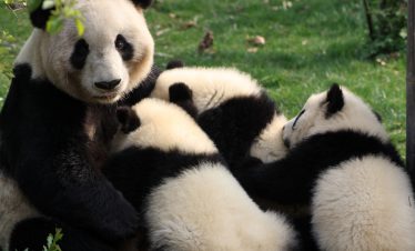 Mother panda feeding her cub, Sichuan, China.