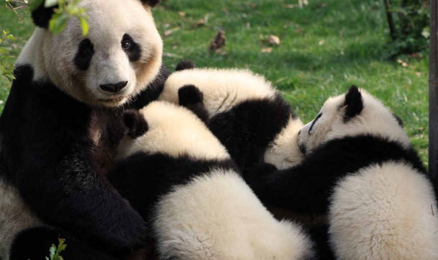 Chengdu Panda Base Guide: Where to See Giant Pandas in China
