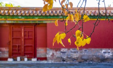 Golden leaves autumn in forbidden city in Beijing, China