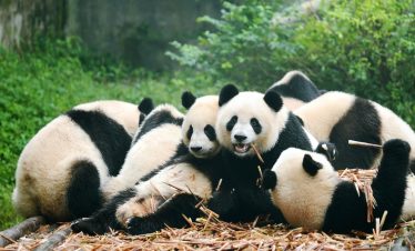 Panda cubs eating bamboo together, Sichuan, China.