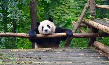 Panda leaning on a wooden log, Sichuan, China.
