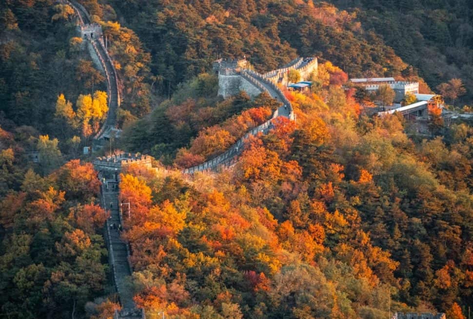 The Mutianyu Great Wall in autumn, with golden leaves and the wall bathed in warm light, Beijing, China.
