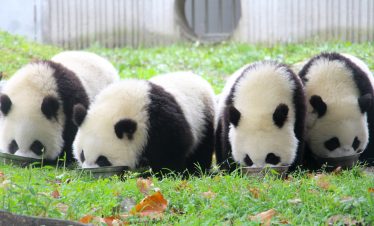Panda cub nursing from mother, Sichuan, China.