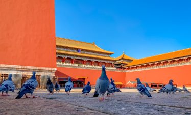 A flock of pigeons gathers near the Meridian Gate, or Wumen, of the Forbidden City in Beijing, China.