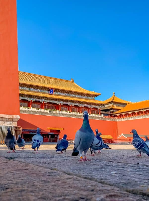 A flock of pigeons gathers near the Meridian Gate, or Wumen, of the Forbidden City in Beijing, China.