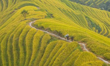 Rear view of a farmer working at the Rice Terraces and farming village in Longsheng, Guangxi province, China.