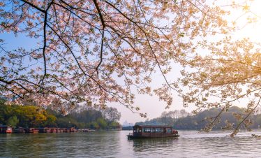 Cherry blossoms in full bloom at West Lake, Hangzhou, China.