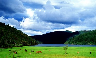 Horse grazing by Bita Lake in Pudacuo National Park, Shangri-La, Yunnan
