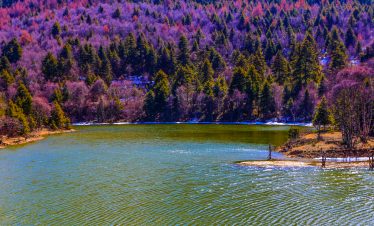 Sunny day at Pudacuo National Park with clear lake water and lush green trees in Shangri-La, yunnan