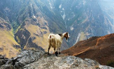 Goat on the edge of a cliff, Tiger Leaping Gorge in Shangri-La, Yunnan
