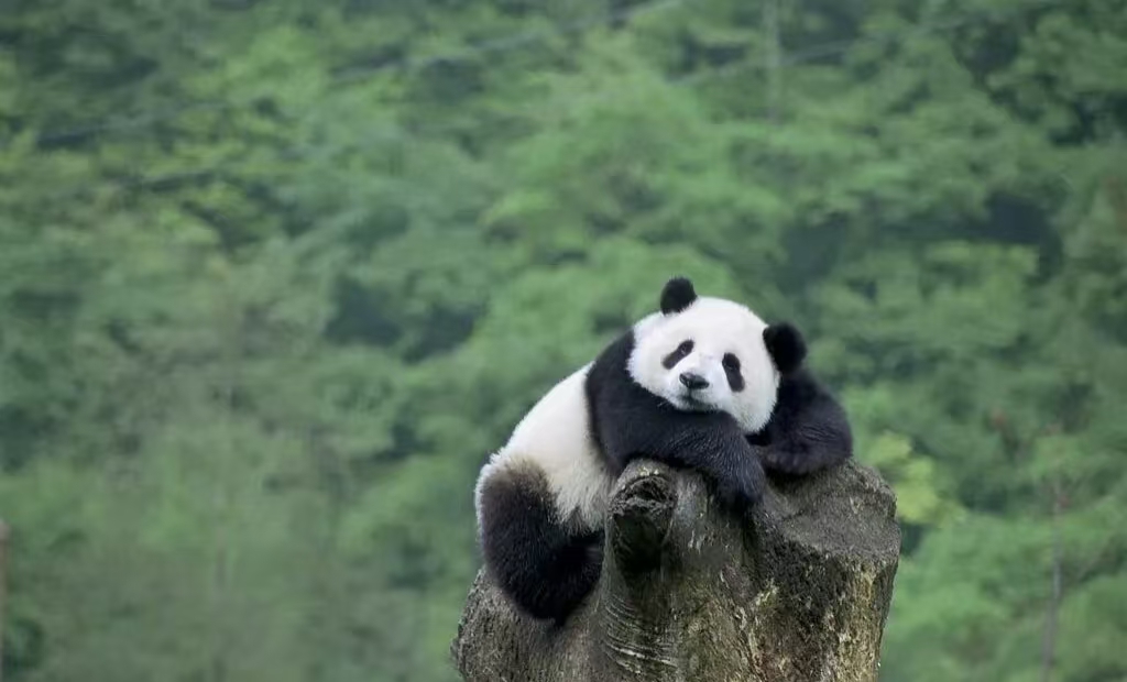 panda bear sleeping on the tree at Dujiangyan Panda Valley