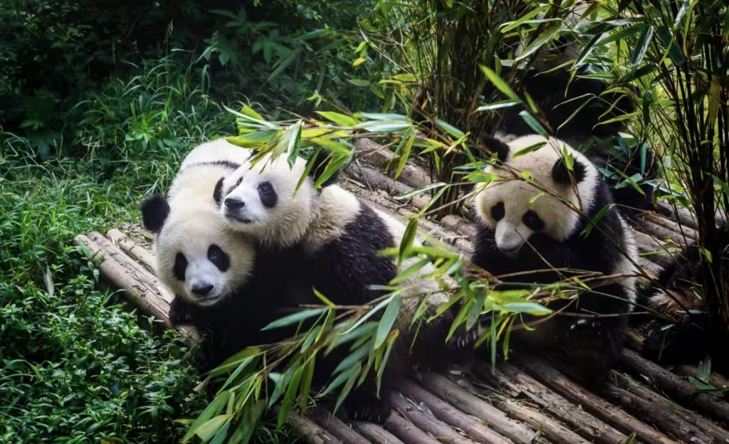 baby panda bears at Bifengxia Panda Base