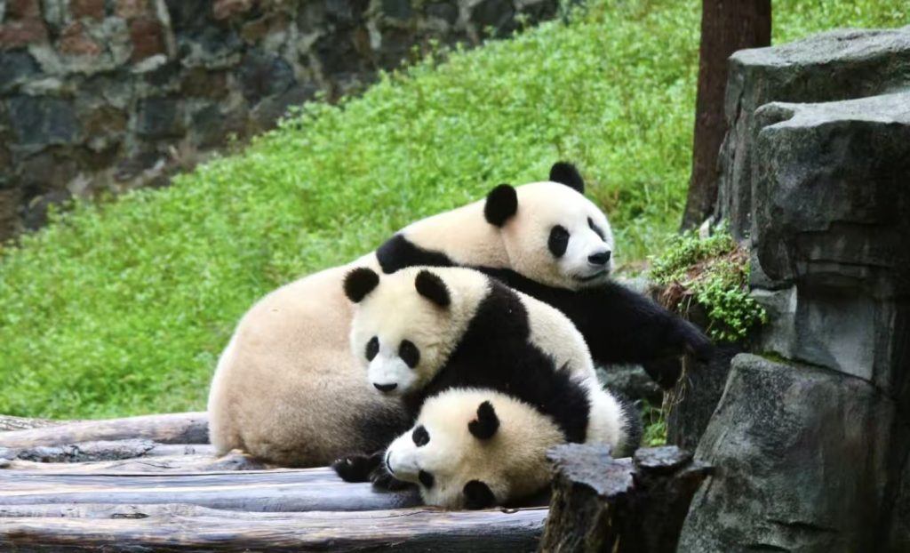 three panda bears lying on the ground at Dujiangyan China Giant Panda Garden