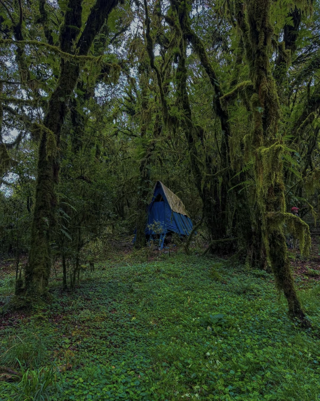 Small house hidden deep in Ailao Mountain Jinshan Forest Park