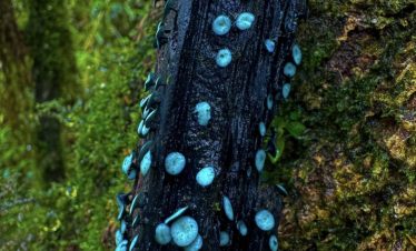 https://chatgpt.com/c/6885bf94-1c88-800b-b385-47bb723ec70e#:~:text=Unusual%20blue%20plants%20growing%20on%20trees%20in%20Ailao%20Mountain%20Jinshan%20Park
