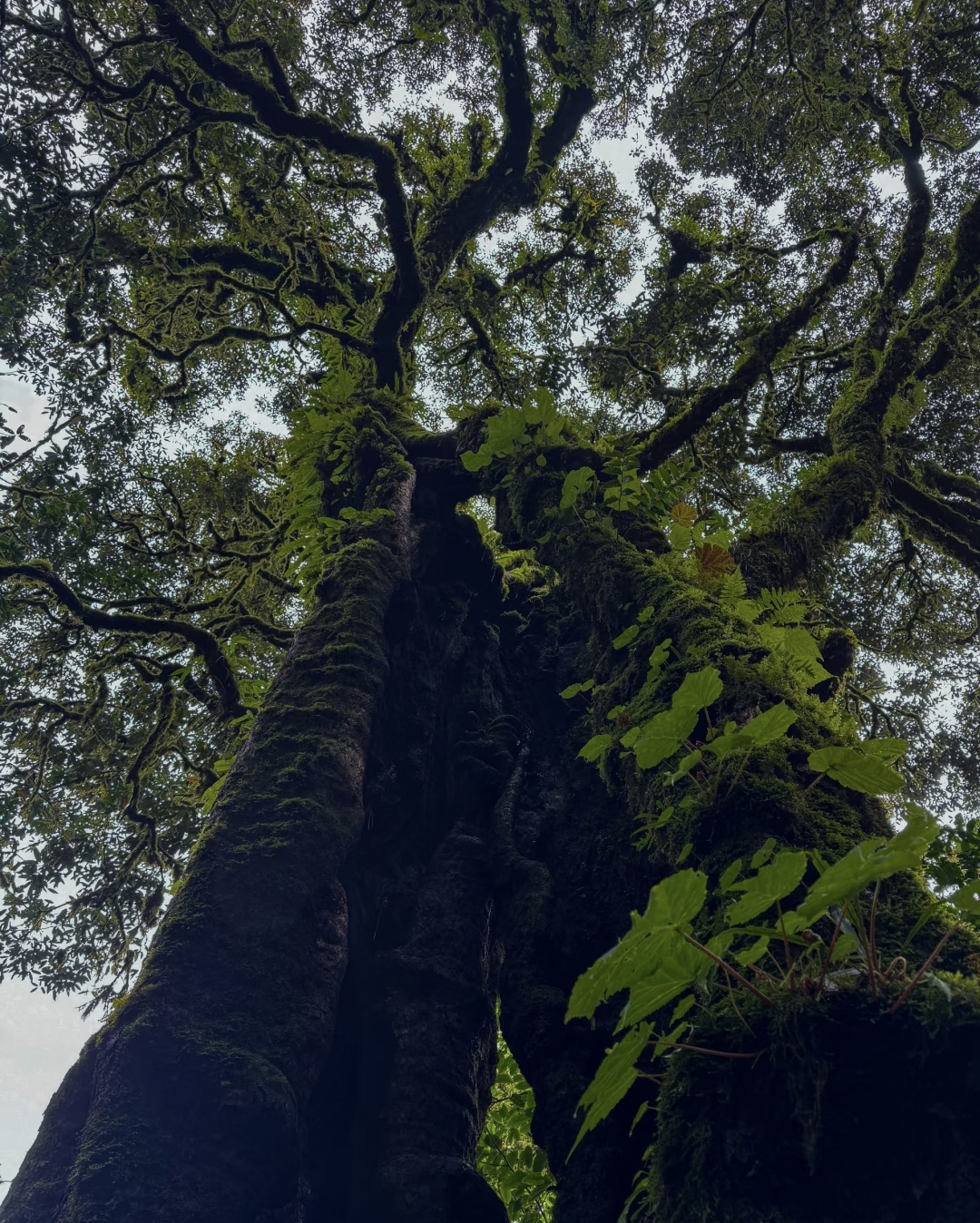 Towering trees in Ailao Mountain Jinshan Primeval Forest Park