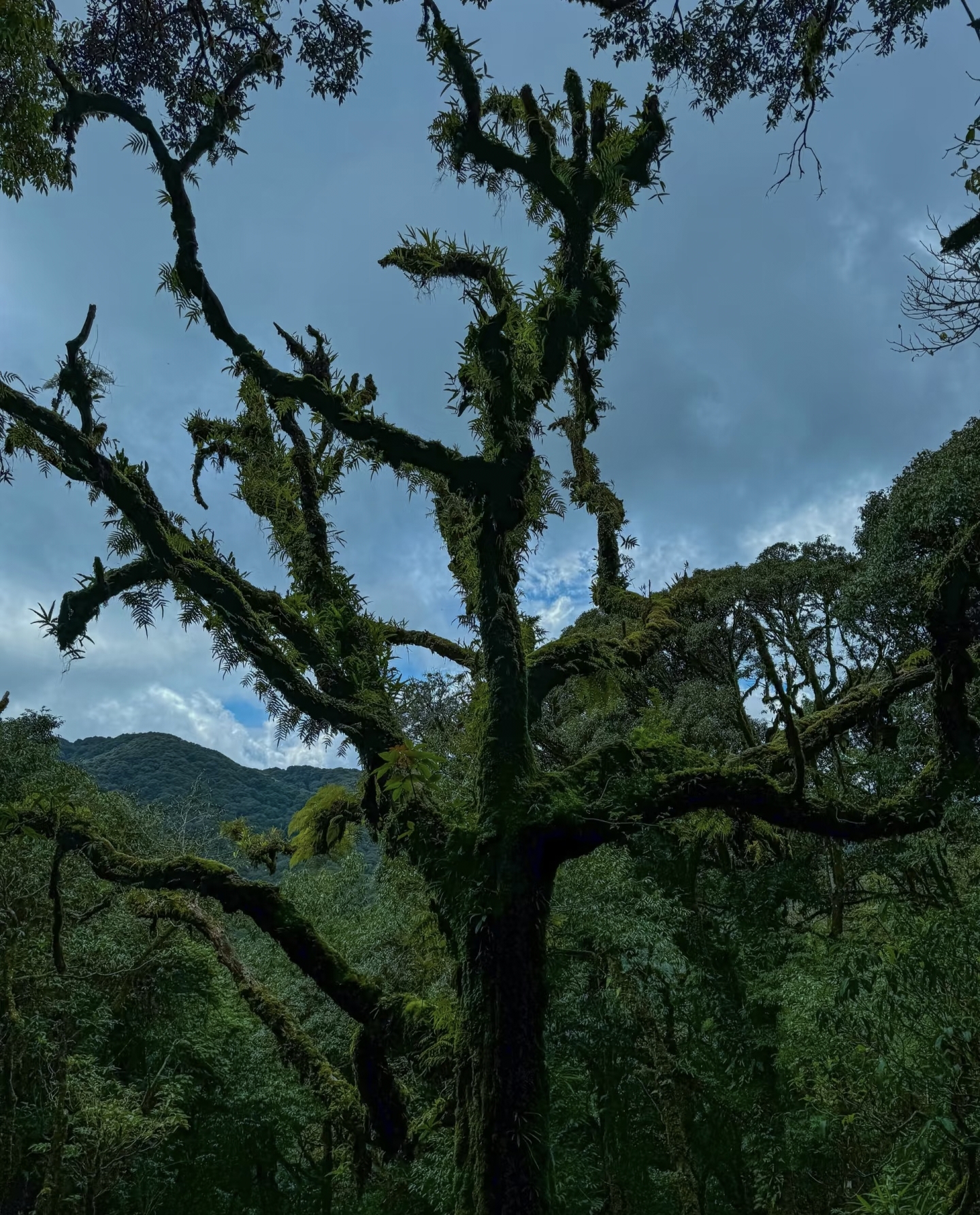 Close-up of forest trees in Ailao Mountain Jinshan Park