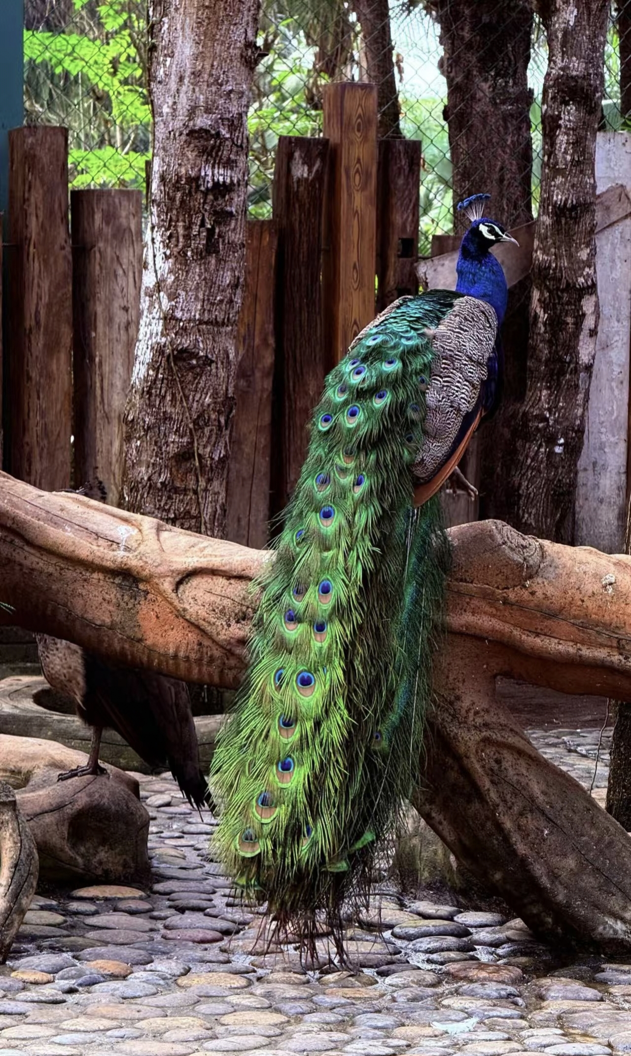 Peacock at Xishuangbanna Dai Ethnic Garden