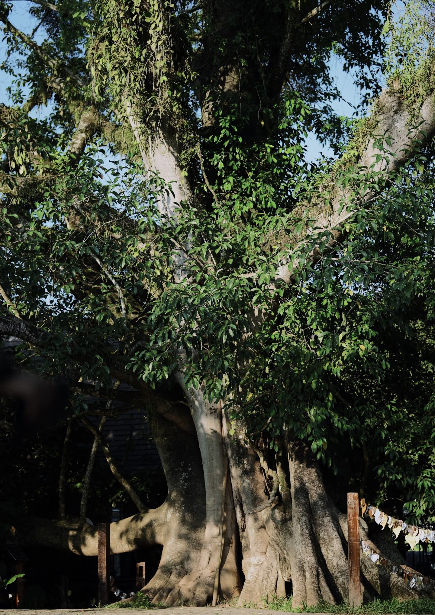 Giant tree in Manyuan Village Xishuangbanna Yunnan