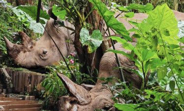 White rhino hidden in grass at Puer Sun River Forest Park