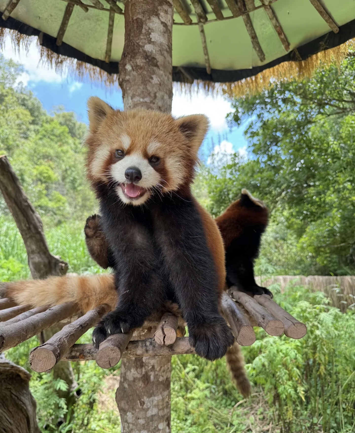 Raccoon on tree smiling at visitors in Puer Sun River Forest Park