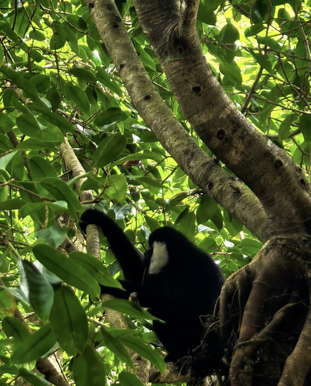 Gibbon hanging from tree in Puer Sun River Forest Park Yunnan