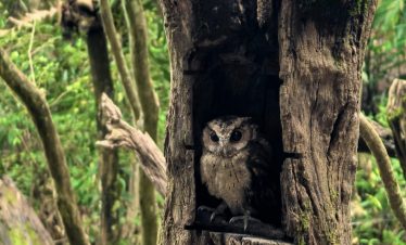 Owl peeking from tree hole in Puer Sun River Forest Park Yunnan