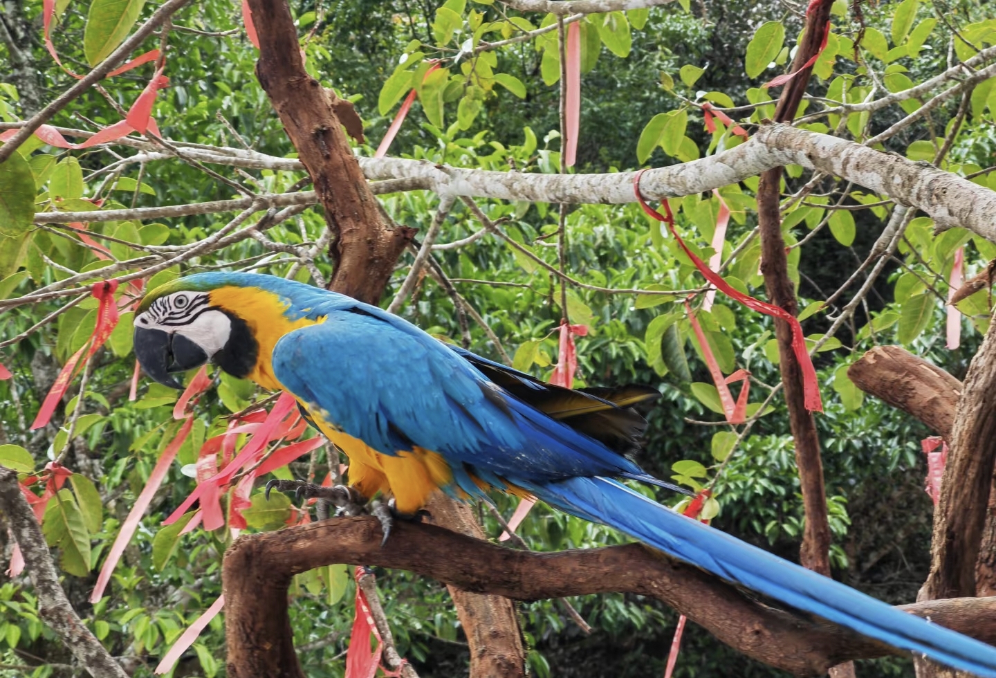 Colorful parrot perched on branch in Puer Sun River Forest Park