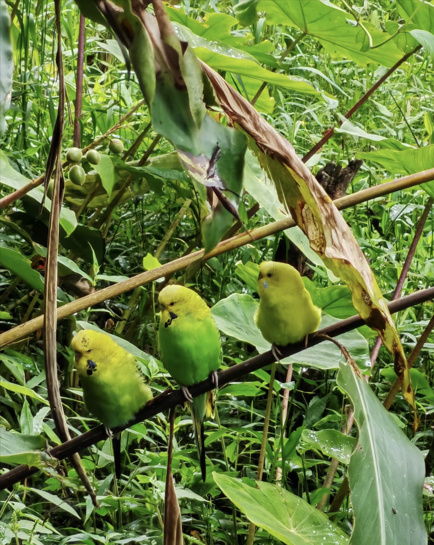 Three green birds lined up on a branch in Puer Sun River Forest Park