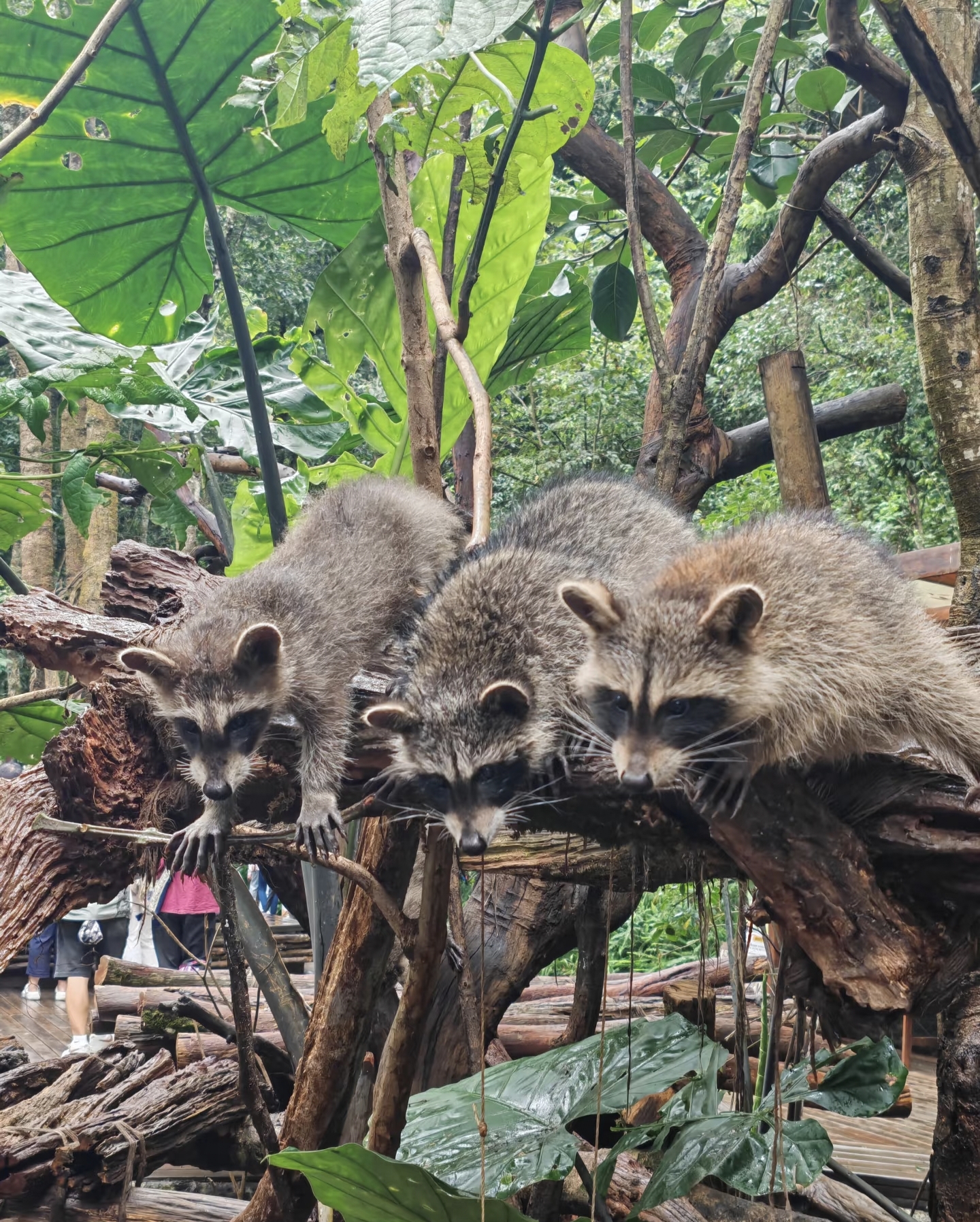 Three raccoons resting on tree trunk in Puer Sun River Forest Park