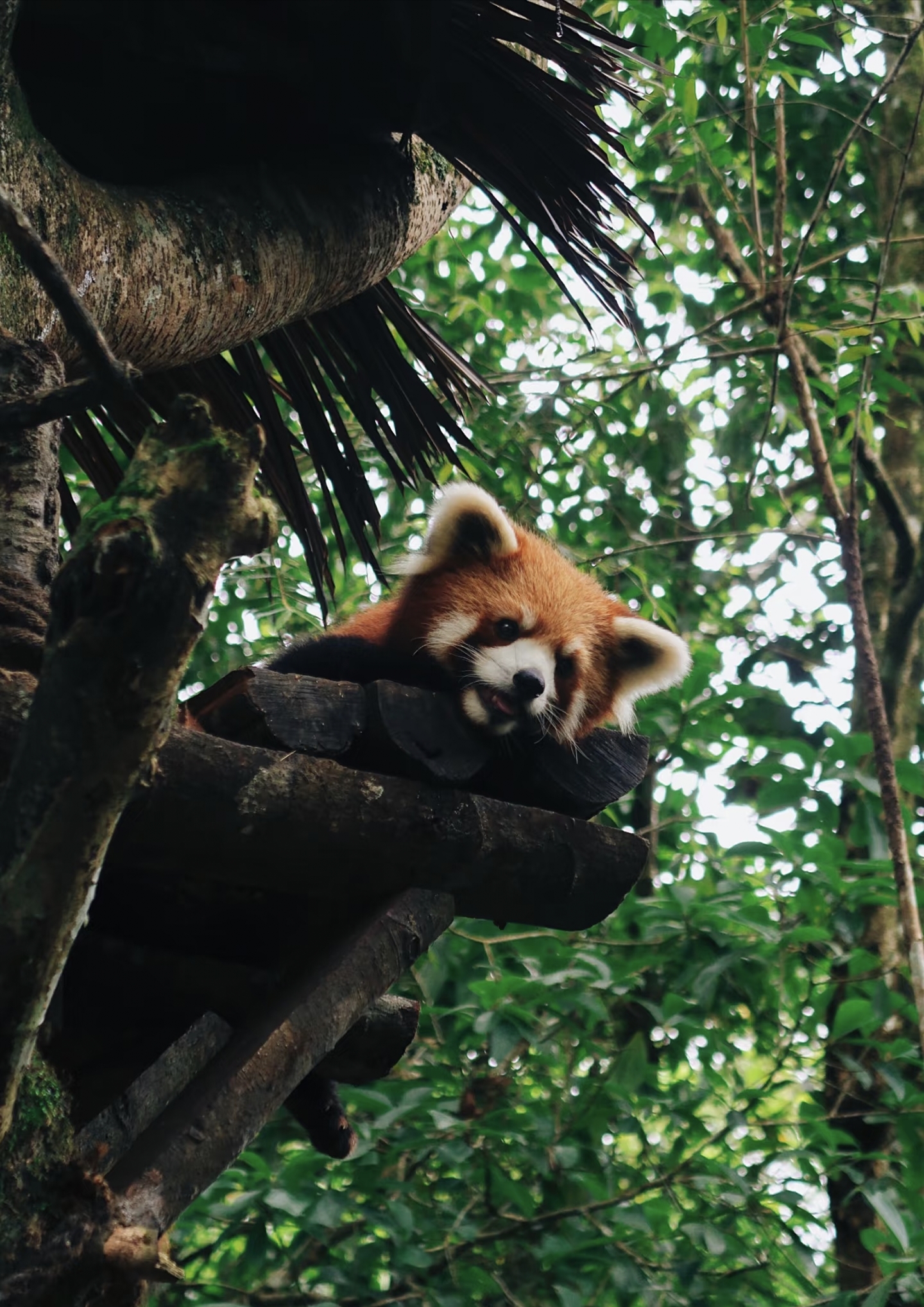 Raccoon on tree greeting visitors in Puer Sun River Forest Park