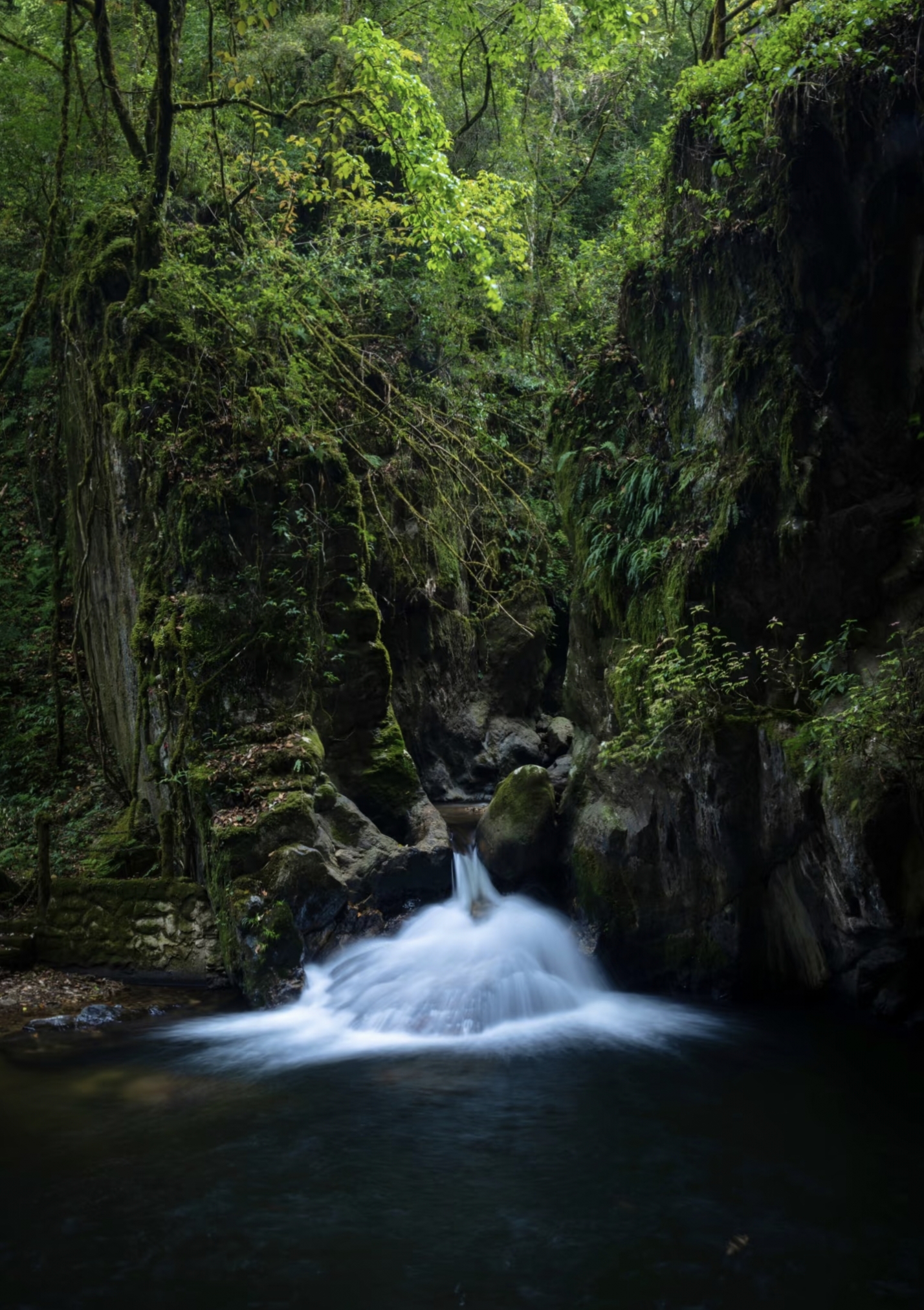 Stream flowing through lush greenery in Ailao Mountain Shimen Gorge