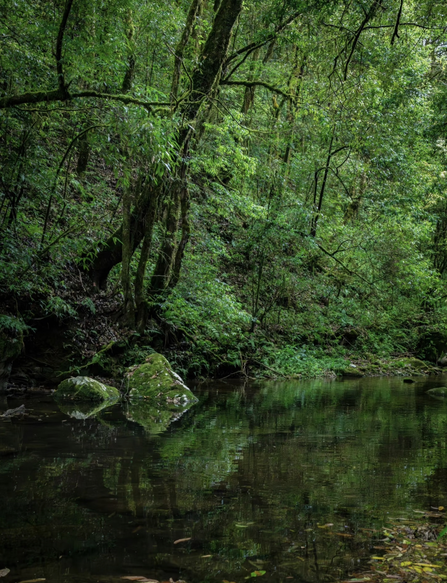 ranquil stream in the green forest of Ailao Mountain Shimen Gorge