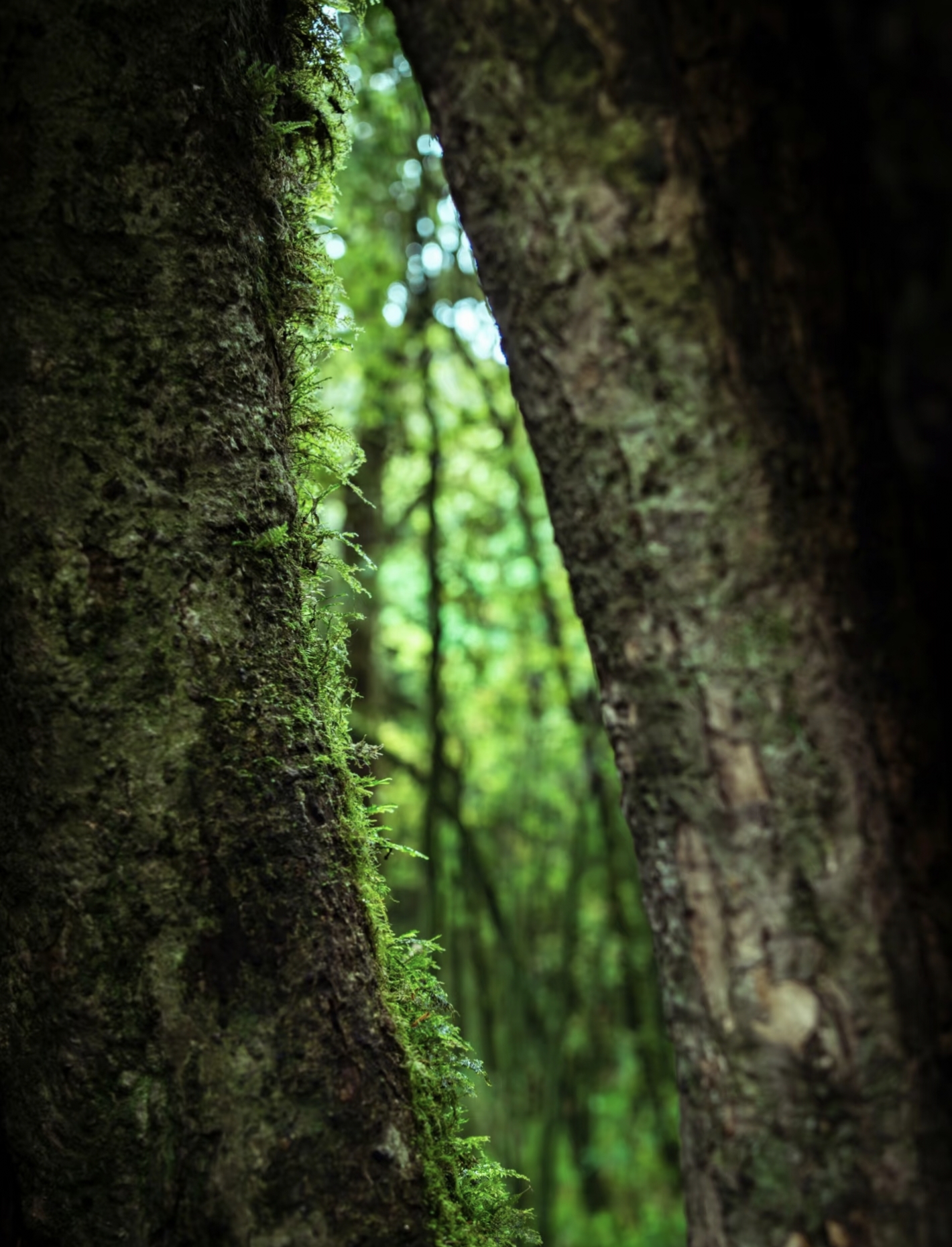Close-up of tree gaps in Ailao Mountain Shimen Gorge forest