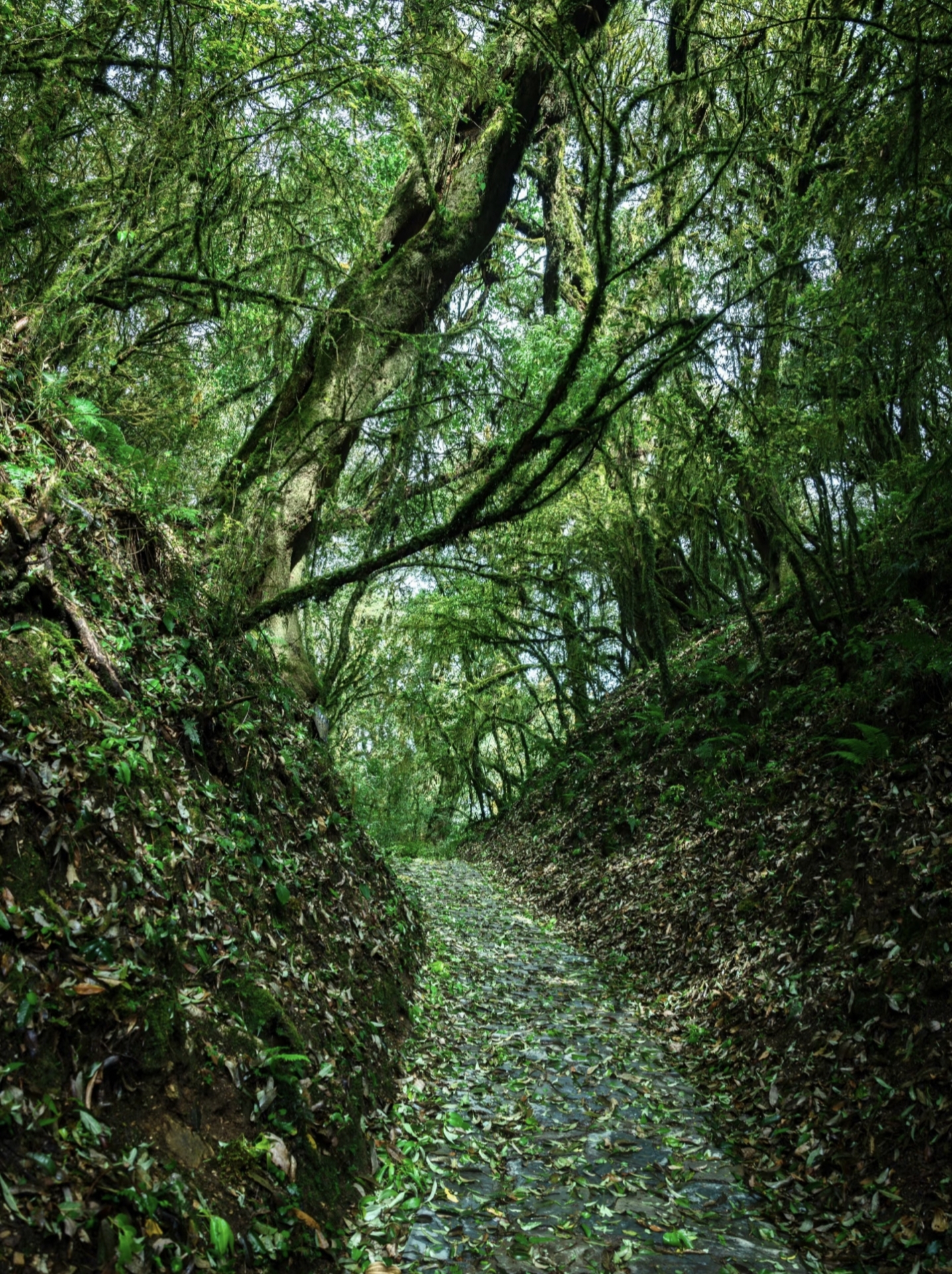 Forest path in Ailao Mountain Shimen Gorge