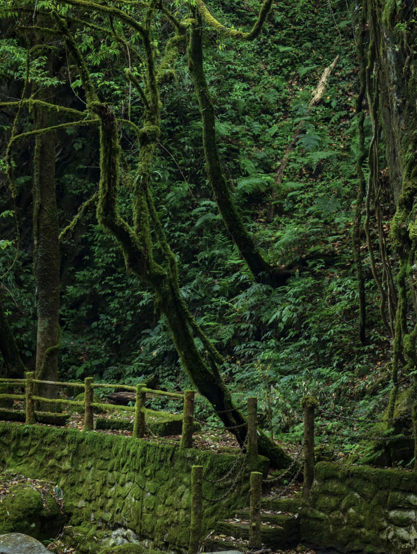 Lush green scenery in Ailao Mountain Shimen Gorge