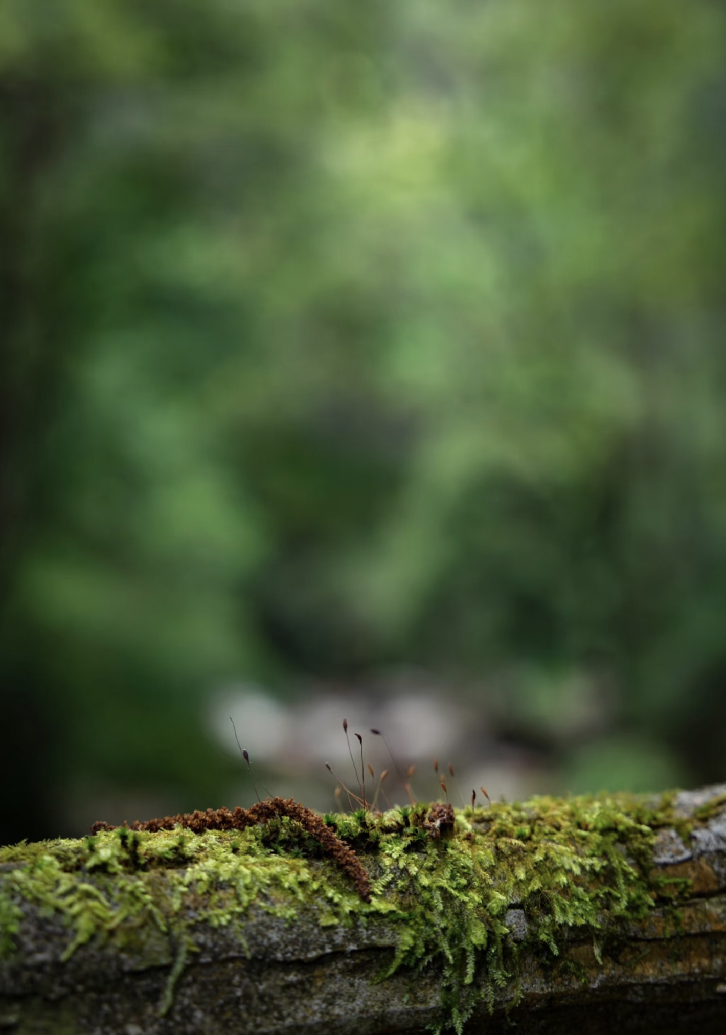Close-up of plants growing on trees in Ailao Mountain Shimen Gorge
