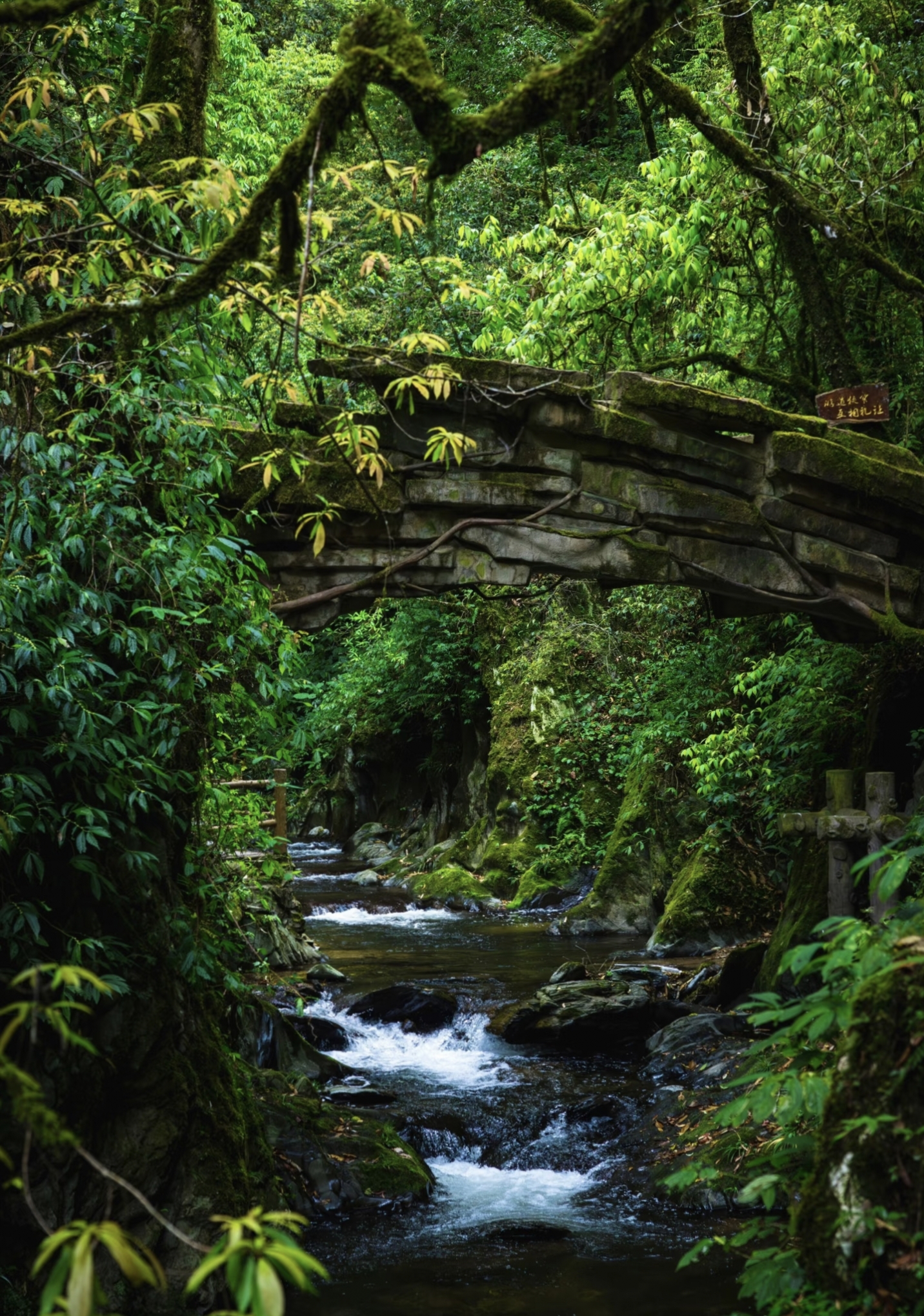Stream flowing through lush greenery in Ailao Mountain Shimen Gorge
