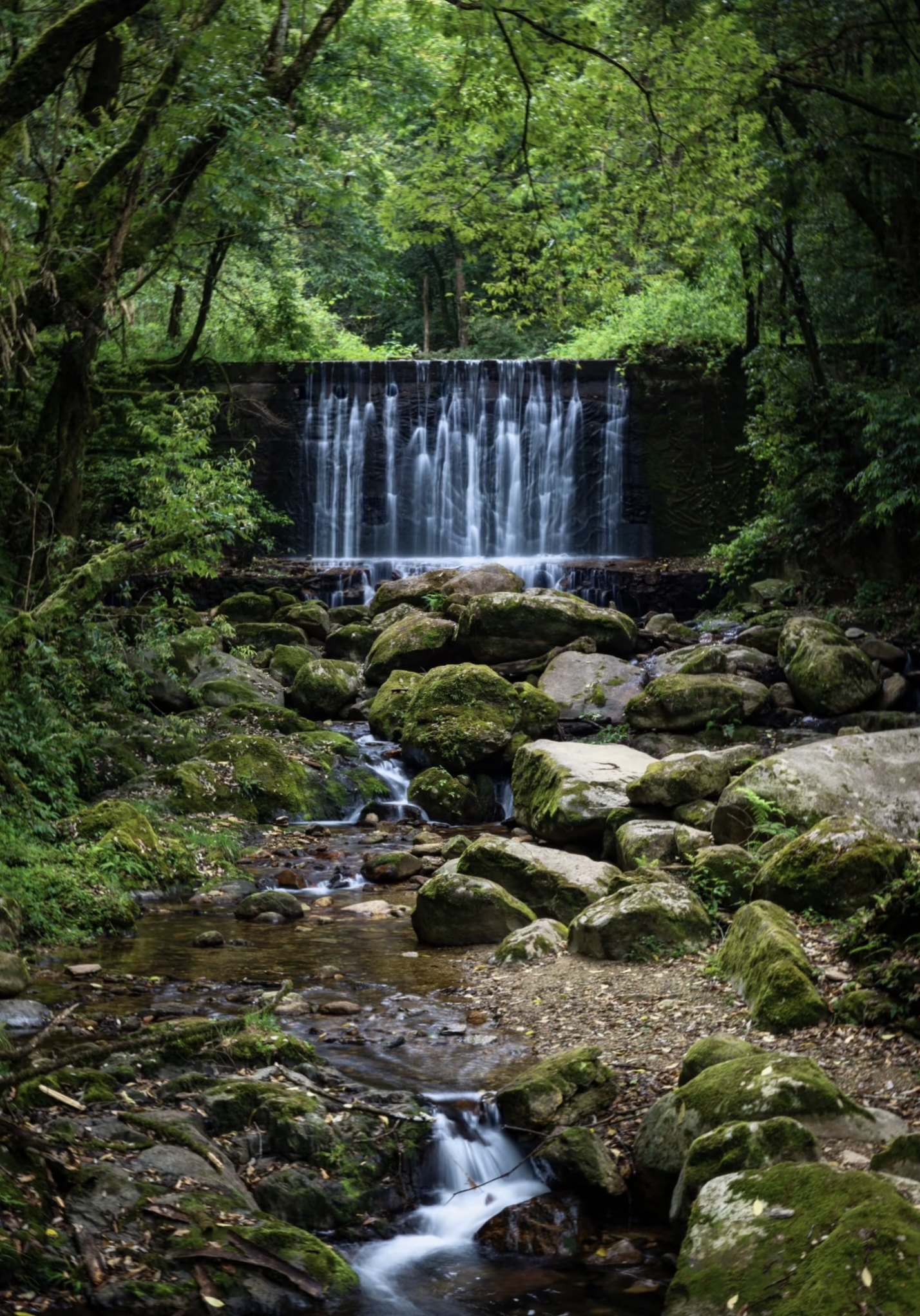 Stream flowing through lush greenery in Ailao Mountain Shimen Gorge