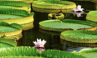 Pond full of giant water lilies at Xishuangbanna Tropical Botanical Garden