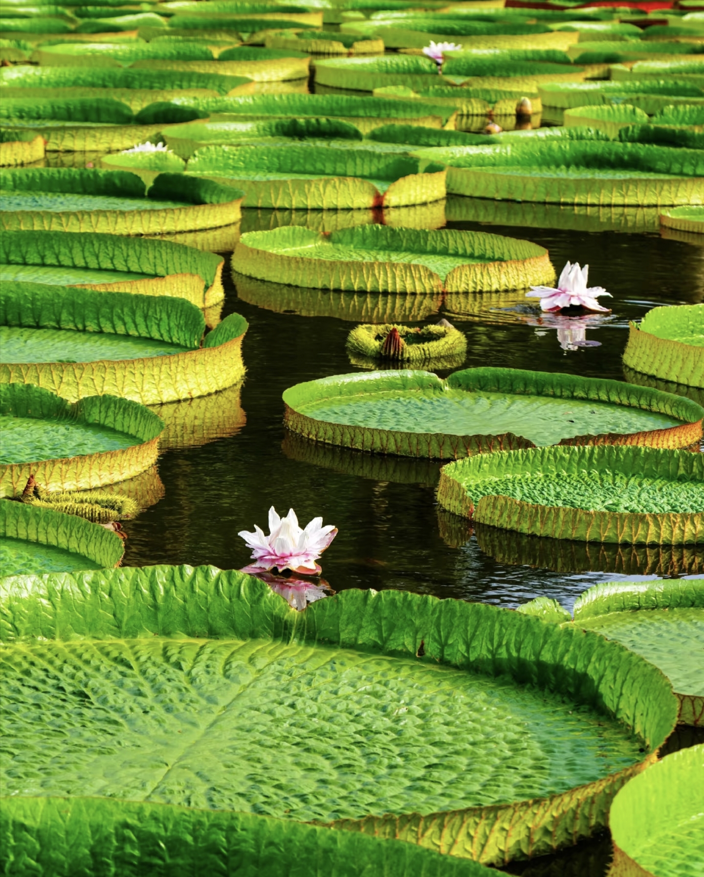 Pond full of giant water lilies at Xishuangbanna Tropical Botanical Garden