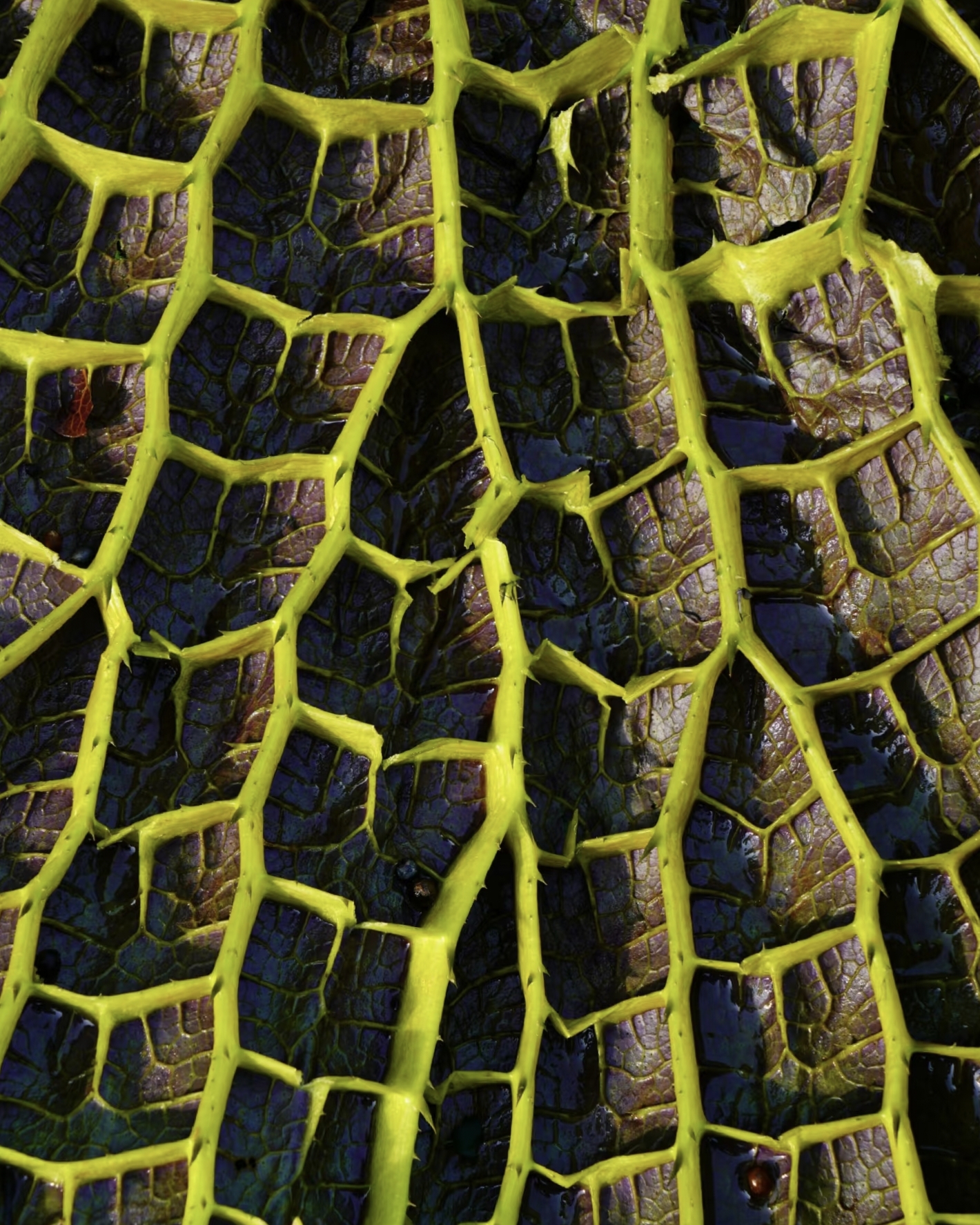 Unique plants at Xishuangbanna Tropical Botanical Garden