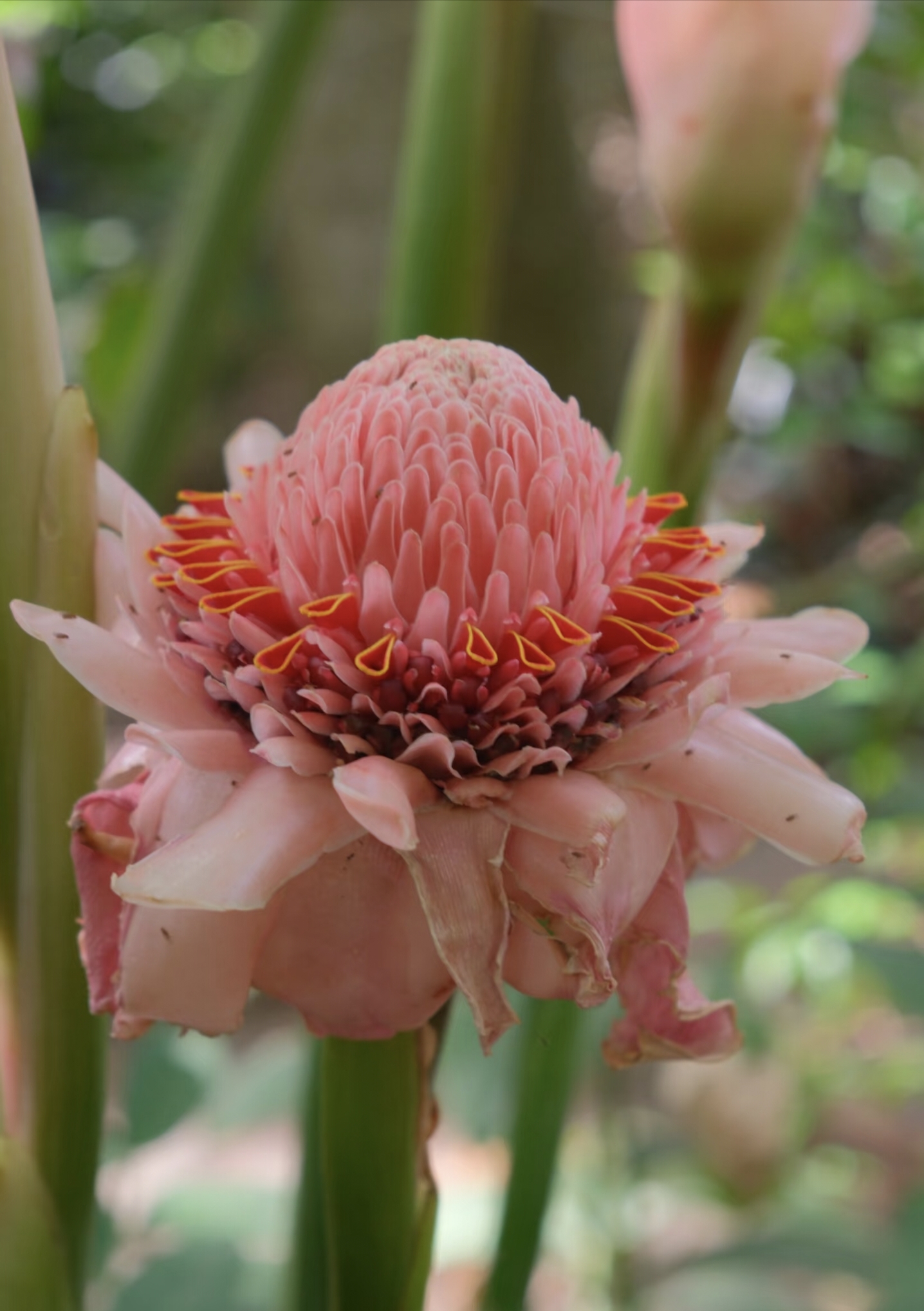 Unique plants at Xishuangbanna Tropical Botanical Garden