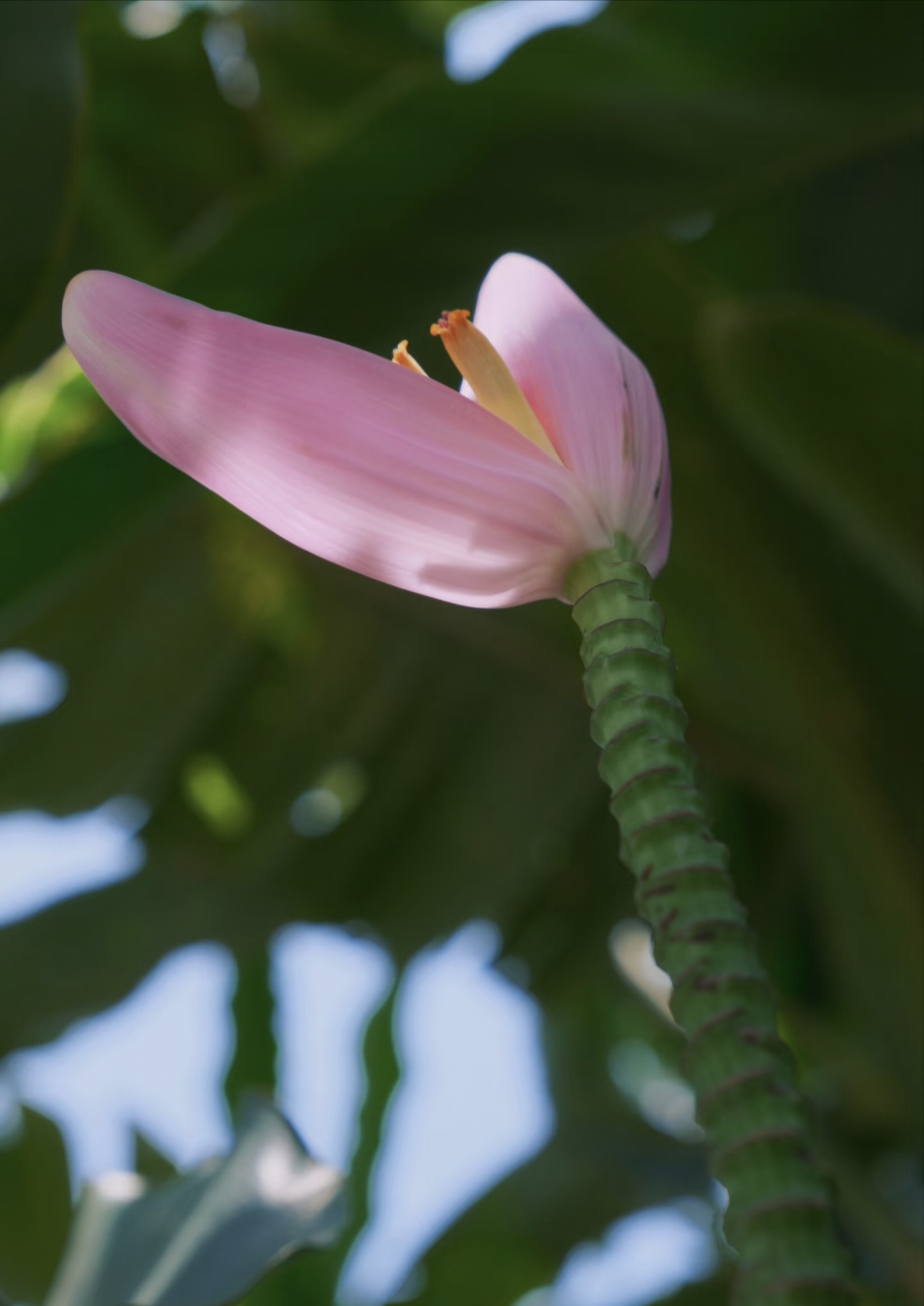 Unique plants at Xishuangbanna Tropical Botanical Garden