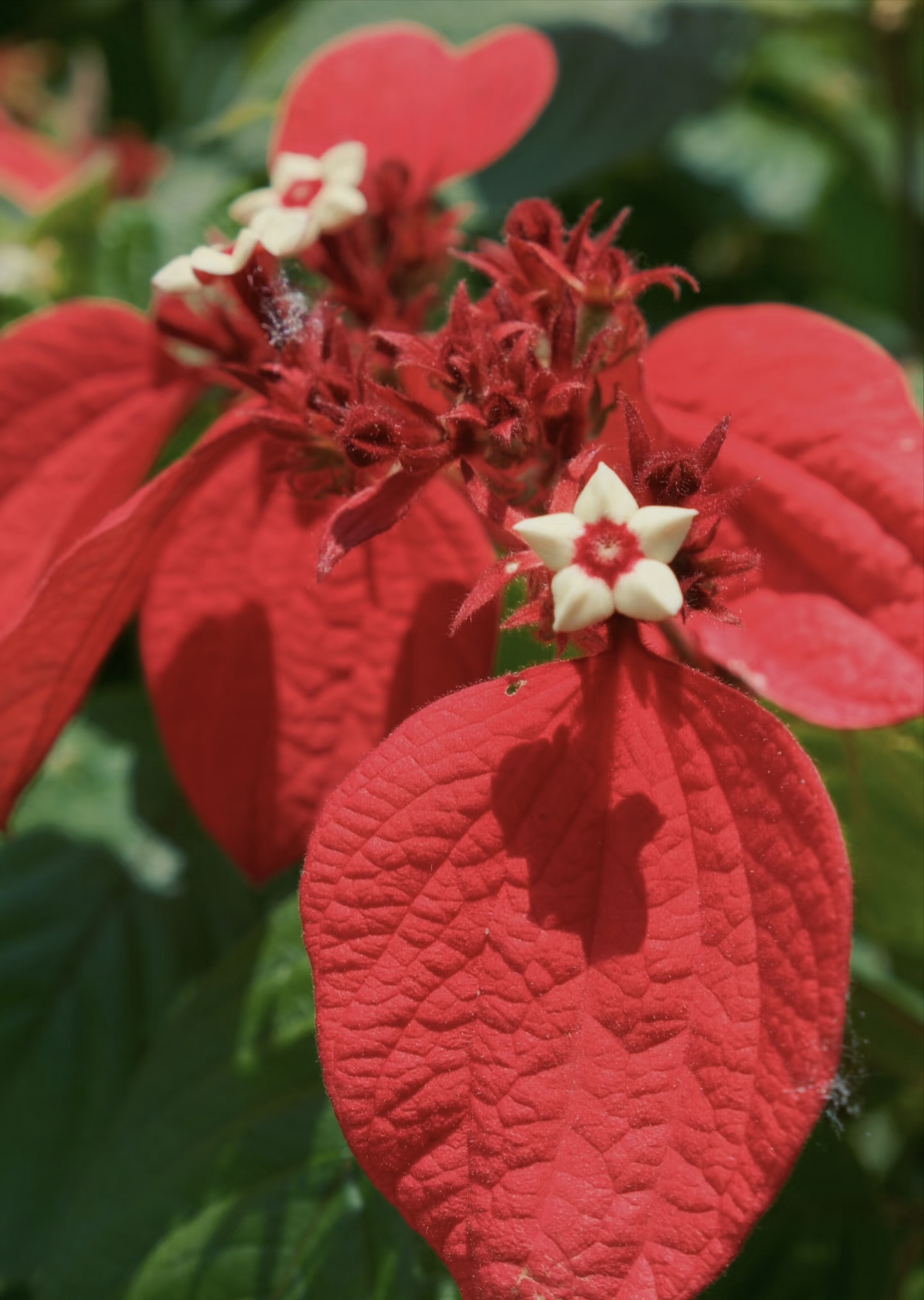 Unique plants at Xishuangbanna Tropical Botanical Garden